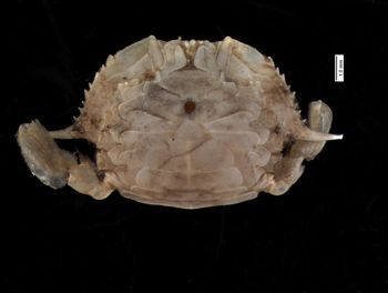Media type: image;   Invertebrate Zoology CRU-4290